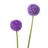 Allium