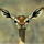 antilopa's avatar