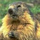 Marmotte's avatar